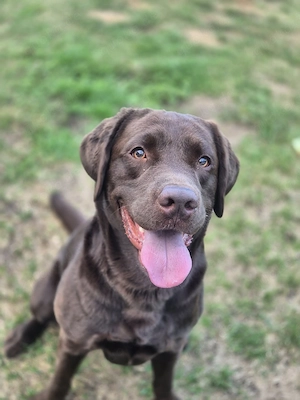 Zuhause für meinen Balou gesucht 