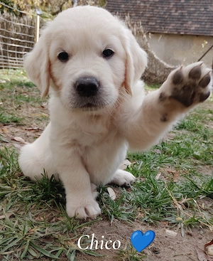 Golden Retriever Welpe Rüde sucht noch eine Familie 
