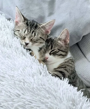 Europäische Kurzhaar Kitten 