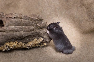 Teddyhamster Babys