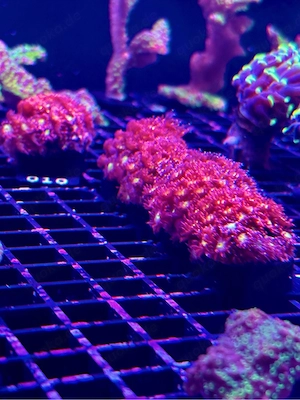 Bernardpora  Goniopora Korallen