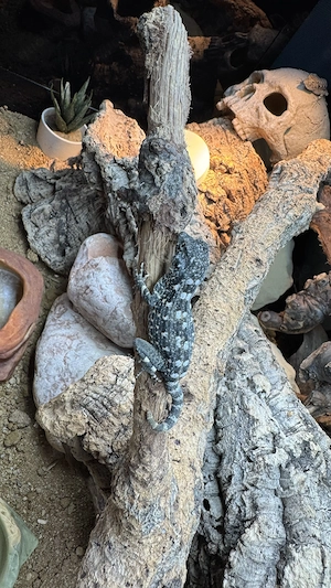 1.1 Skorpionschwanzgecko , Pristurus carteri Masirah Island