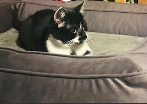 Europäische Kurzhaarmix - Katze