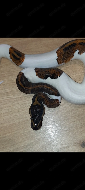 Königspythons mit Copper Yellow Belly Pied Piebald