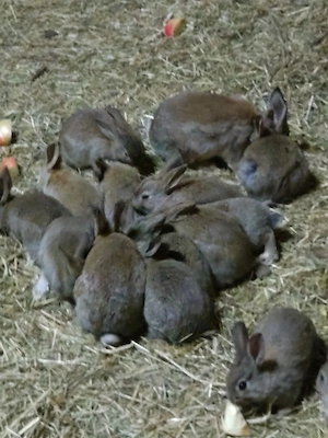Wildkaninchen aus Hobbyzucht 