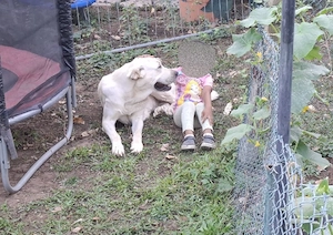 Peshdar ( Kurdish Mastiff )