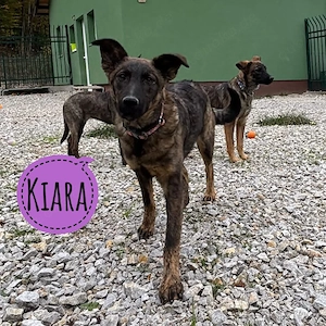Kiara, zuckersüße Mini Malinois Mix Hündin