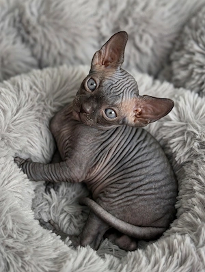 Kanadische Sphinx Babys 