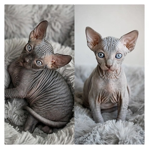 Kanadische Sphinx Babys 