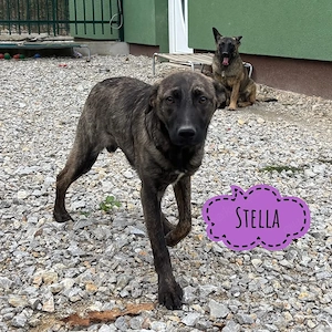 Stella, bildhübsche Malinois Mix Hündin, klein