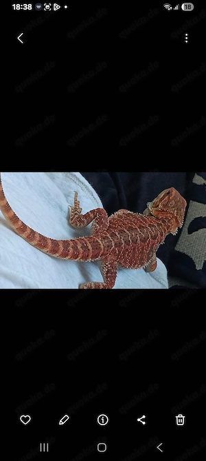  Bartagame + Terra abzugeben!