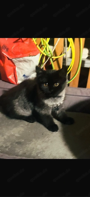 Europäische Kurzhaarmix-Katze