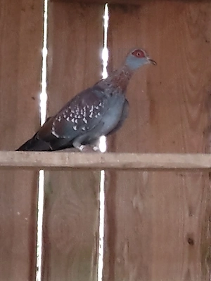 Guineatauben 