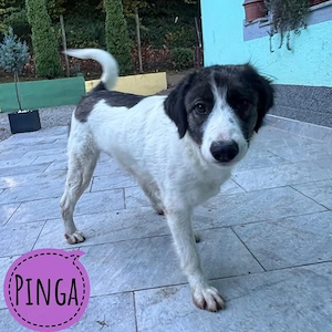 Pinga, bildhübsche, liebe und verschmuste Tornjak Mix Hündin