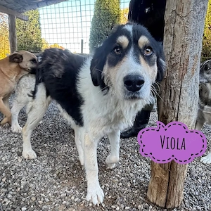 Viola, wunderhübsche, zarte und liebe Tornjak Mix Hündin