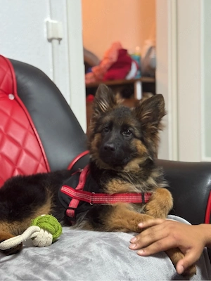 schäferhund Welpe