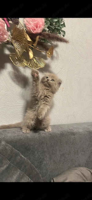 Main Coon Baby Mix Katze 