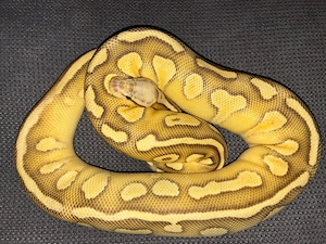 Super Pastel Butter Yellowbelly het Clown  Weibchen von 2025