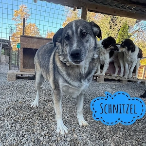 Schnitzel, superlieber und freundlicher Malamute Labrador Mix Rüde