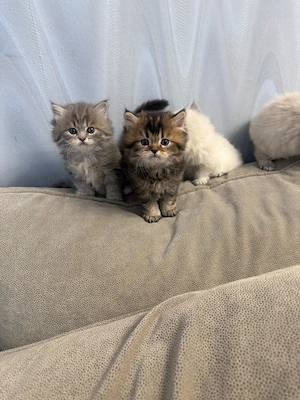 Wunderschöne Britisch Langhaar Kitten abzugeben - Abholung