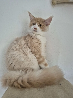 Maine Coon Kitten  Mädel s 