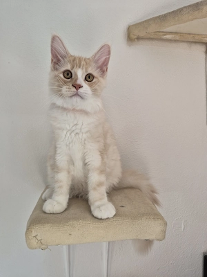 Maine Coon Kitten  Mädel s 