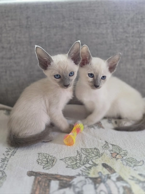 Orientalisch Kurzhaar Kitten