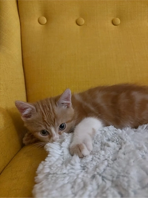    Süße Kitten suchen ein liebevolles Zuhause!     
