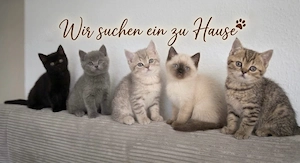 Zuckersüße BKH Kitten
