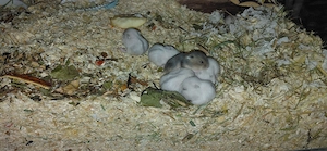 Hamster-Babys süß 