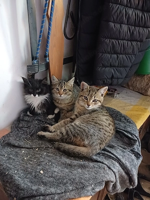 Katzenkinder