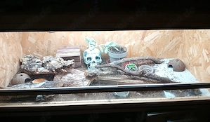Terrarium mit Inhalt,zur Zeit Leopardgeckos..Es sind zudem noch weitere Leopardgeckos vorhanden 