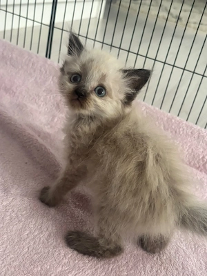 3 Kitten suchen noch ihr Zuhause