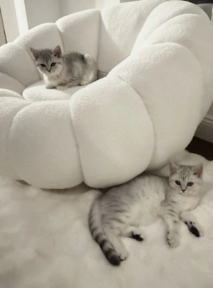 Zwei liebevolle BKH Kitten suchen ein neues Zuhause