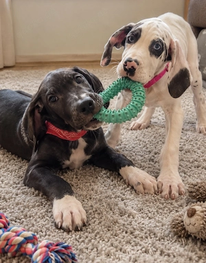 Deutsche Doggen Welpen 
