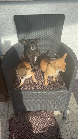 chihuahua 
