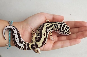 Bold Bandit Weibchen Leopardgecko Übergabe Hannover Messe möglich 