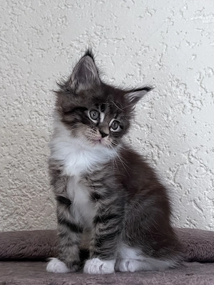 Wunderschönes Maine-Coon-Mädchen sucht ein liebevolles Zuhause 
