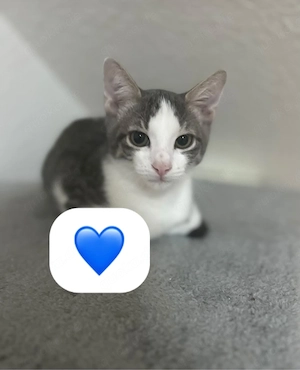3 süße bezauberte kitten 
