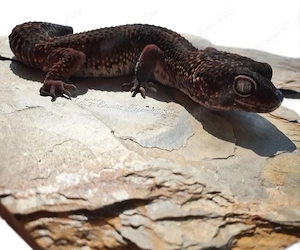 Black Night Männchen Leopardgecko Übergabe Hannover Messe möglich 