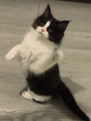 Wunderschöner, flauschiger Kater sucht ein liebevolles Zuhause   400  