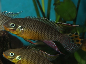 Pelvicachromis kribensis - Zwergbuntbarsch - Prachtbuntbarsch