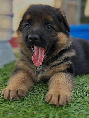 Intelligenter Deutscher Schäferhund-Welpe 01521 5034137