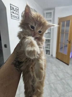 Maine coon kitten 1 roter Kater noch frei