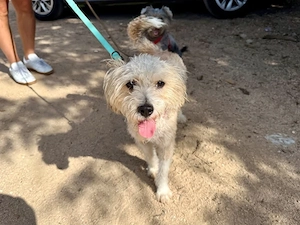 Teodor sucht sein Zuhause (noch auf Sardinien)