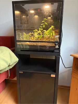 Theraphosa blondi samt Terra und Unterschrank