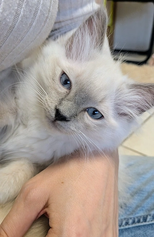 Ragdoll Kater sucht Familie