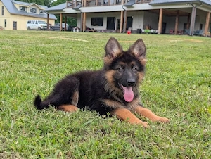 Schäferhundwelpe 01521 5034137