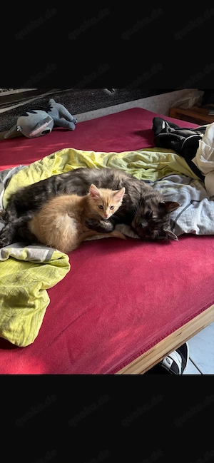 Maine Coon Kitten Kater 
