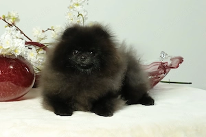 Süßer Pomeranian (Deutscher Zwergspitz) Junghund zu verkaufen